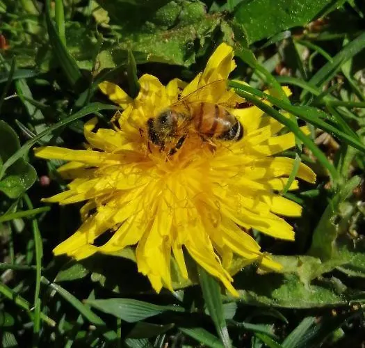 בית הארחה I Picchi גרסאן